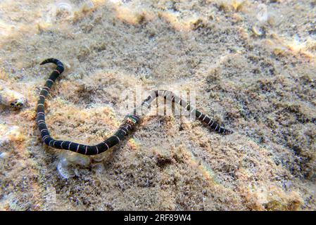 Very rare imge of banded bootlace sea worm - (Notospermus geniculatus), Underwater image into the Mediterranean sea Stock Photo