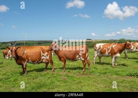 Ayrshire cows grazing Stock Photo