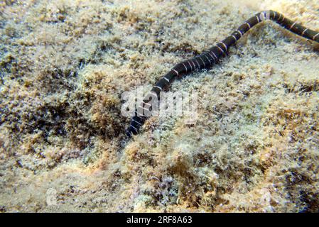 Very rare imge of banded bootlace sea worm - (Notospermus geniculatus), Underwater image into the Mediterranean sea Stock Photo