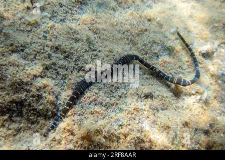 Very rare imge of banded bootlace sea worm - (Notospermus geniculatus), Underwater image into the Mediterranean sea Stock Photo