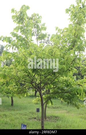 Ripe fruit of the common pawpaw (asimina triloba Stock Photo - Alamy