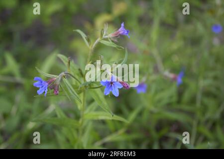 Buglossoides purpurocaeruleum in bloom Stock Photo