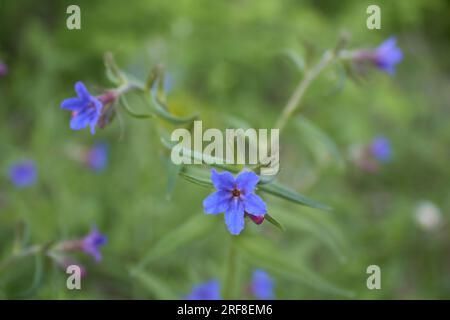 Buglossoides purpurocaeruleum in bloom Stock Photo