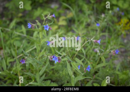 Buglossoides purpurocaeruleum in bloom Stock Photo