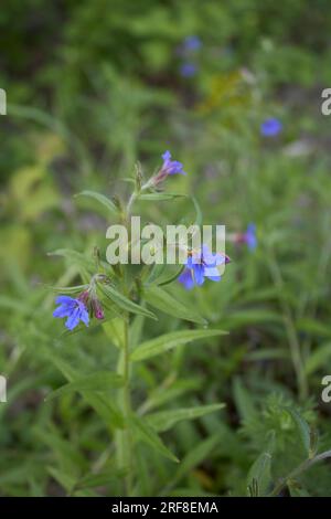 Buglossoides purpurocaeruleum in bloom Stock Photo