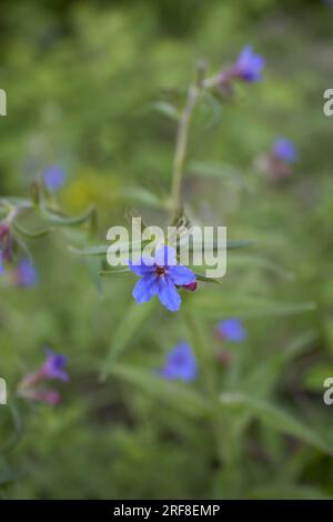 Buglossoides purpurocaeruleum in bloom Stock Photo