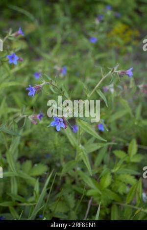 Buglossoides purpurocaeruleum in bloom Stock Photo