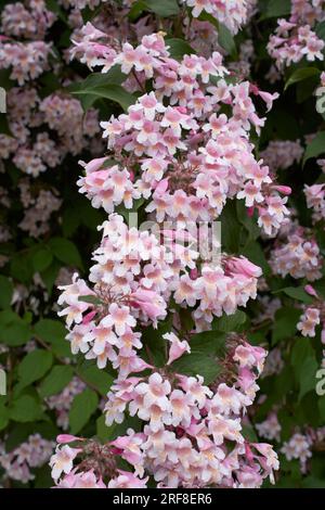 Linnaea amabilis shrub in bloom Stock Photo