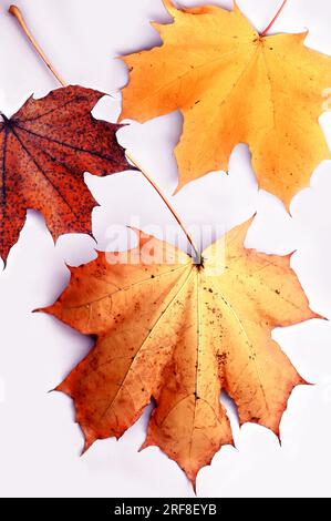 Autumn leaves isolated on the grey background. Autumn concept. Stock Photo