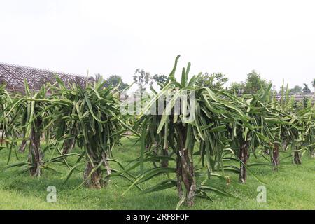 dragon fruit flower on tree in farm for harvest are cash crops Stock Photo