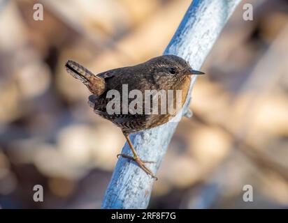 A beautiful tiny Pacific Wren photographed as it hopped around the shadows of an Arkansas River riverbank in Colorado. Stock Photo