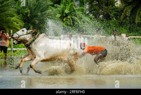 Kolkata, India. 30th July, 2023. People race cattle in West Bengal on July 30, 2023. Each year, the village of Herobhanga in West Bengal organizes Moichara cattle race festival, marking the arrival of monsoon season. It is usually celebrated during mid-June or early July, right when the local farmers begin to cultivate their lands. (Photo by Sudip Chanda/Pacific Press/Sipa USA) Credit: Sipa USA/Alamy Live News Stock Photo