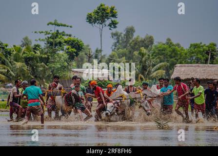 Kolkata, India. 30th July, 2023. People race cattle in West Bengal on July 30, 2023. Each year, the village of Herobhanga in West Bengal organizes Moichara cattle race festival, marking the arrival of monsoon season. It is usually celebrated during mid-June or early July, right when the local farmers begin to cultivate their lands. (Photo by Sudip Chanda/Pacific Press/Sipa USA) Credit: Sipa USA/Alamy Live News Stock Photo