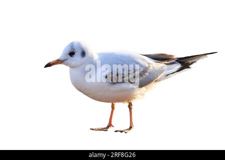 Black headed gull in winter plumage isolated on white background ( Larus ridibundus ) Stock Photo
