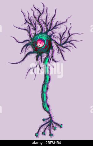 Multipolar neuron (basic cell of nervous tissue, receiving, analyzing and producing information). Stock Photo