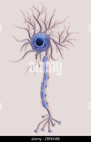 Nerve Cells, Neuron Types, Bio Art, Brain Art, Anatomy, Neuron Printing,  Neuroscience Gifts, Nerve Tissue, Doctor Office Decor - Painting &  Calligraphy - AliExpress