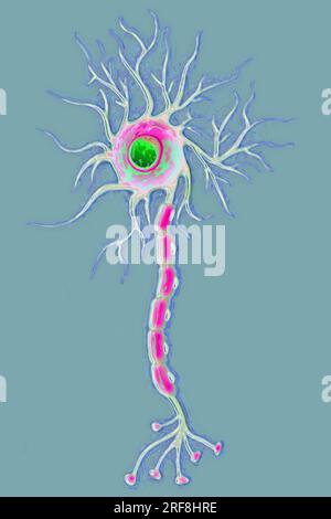 Multipolar neuron (basic cell of nervous tissue, receiving, analyzing and  producing information). - SuperStock