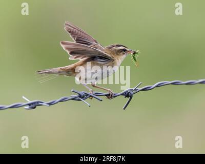 Sedge Warbler (Acrocephalus schoenobaenus)  on barbed wire . Wings up,  grasshopper in its beak , hunting Stock Photo