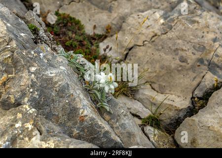 edelweiss born in a crack of limestone rocks Stock Photo