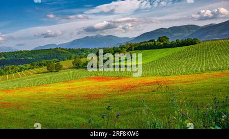 hills full of vineyards in spring with field of poppies. Stock Photo