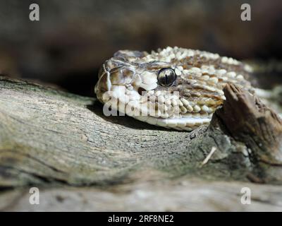 Head South American rattlesnake (Crotalus durissus) is a highly venomous pit viper species found in South America in the family Viperidae Stock Photo