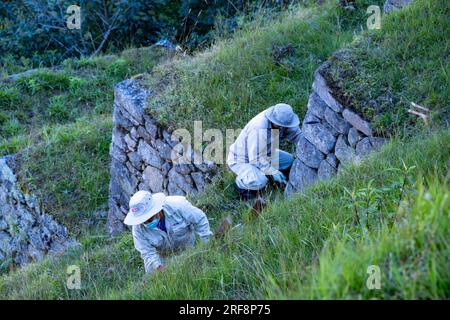workers cleaning terraces, Inca ruins of Machu Picchu, Peru, South America Stock Photo
