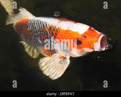 Closeup orange and grey carp koi with bubbles in dark water Stock Photo
