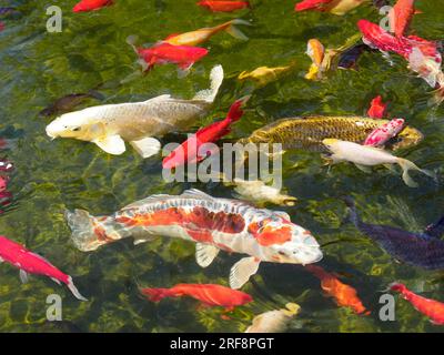 Many koi carp (Cyprinus) multicolor on the water surface Stock Photo