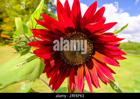 very beautifull artificial red sunflower Made of plastic for table decoration. Stock Photo