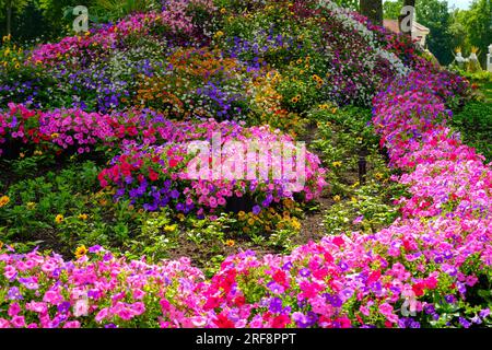 Beautifully maintained park area. Greenery of petunia flowers. Stock Photo