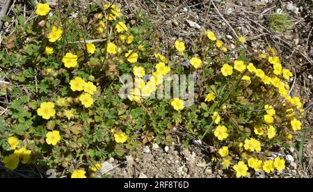 In spring, potentilla grows in the wild Stock Photo