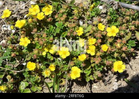 In spring, potentilla grows in the wild Stock Photo