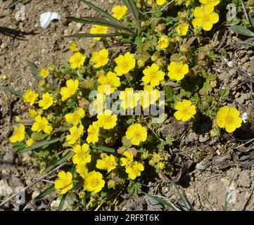 In spring, potentilla grows in the wild Stock Photo