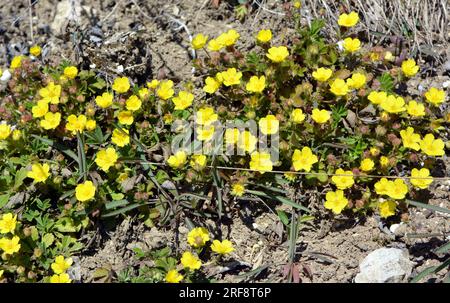 In spring, potentilla grows in the wild Stock Photo