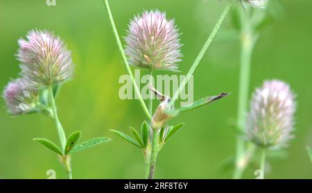 Trifolium arvense grows in the meadow among wild grasses Stock Photo