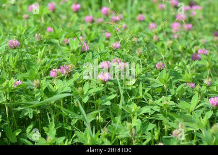 In the meadow, among the wild grasses blooms clover (Trifolium medium) Stock Photo