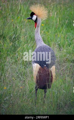 Grey Crowned Crane (aka. 'Ugandan Crane') in Nairobi National Park, Kenya Stock Photo