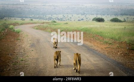 A pride of lions on the move in Nairobi National Park, Kenya Stock Photo