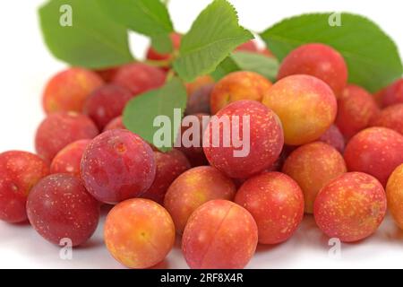 Red mirabelle plums in a close up Stock Photo