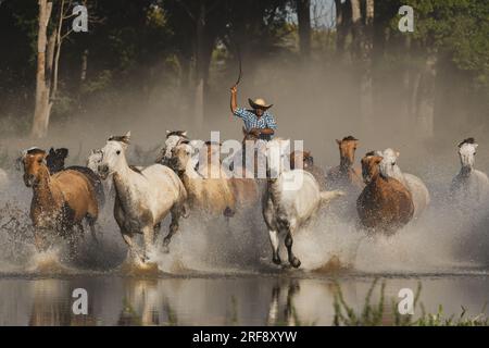 Fazenda Pouso Alto - Corumbá MS Gado Boiada Peão pantaneiro Fazenda  Pantanal Fazenda Pouso Alto Corumbá Mato Grosso do Sul Centro Oeste Brasil  Stock Photo - Alamy