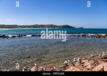 Panoramic view Terrigal Beach with seagulls Central Coast NSW Australia Stock Photo