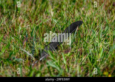 Rook black bird feather alone in summer flower color fresh meadow Stock Photo