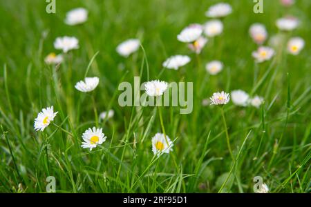 Daisies growing in a green grass on a lawn Stock Photo