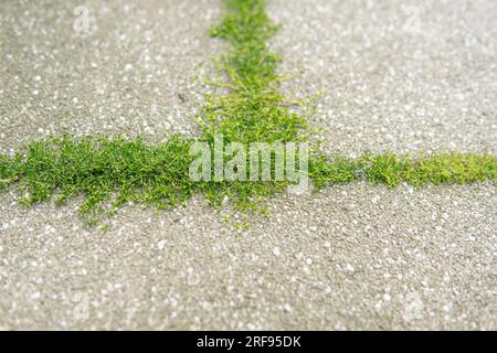 detail of small weeds growing between pieces of paving stones Stock Photo