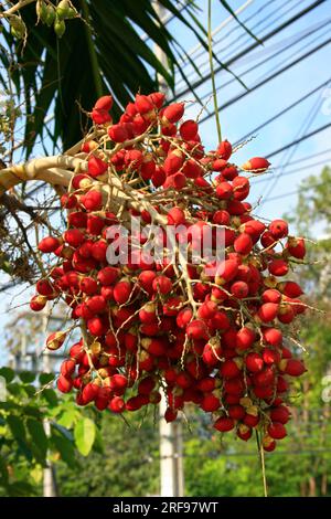 Close-up on a the red dates of a Royal palm tree. Stock Photo