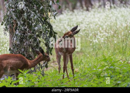Southern gerenuk, Litocranius walleri, the giraffe gazelle, a long-necked, medium-sized antelope Stock Photo