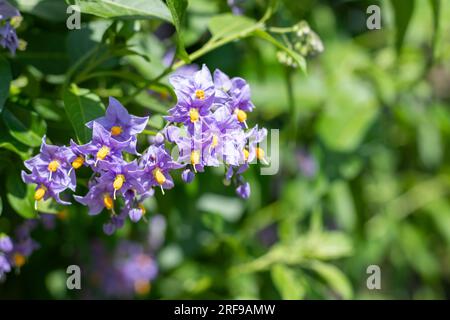 Close up of Chilean nightshade (solanum crispum) flowers in bloom Stock Photo