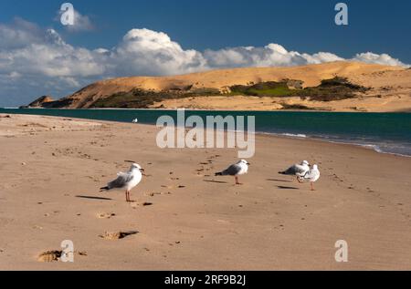 Te Paki sand dunes in Cape Reinga on the North island of New Zealand Stock Photo