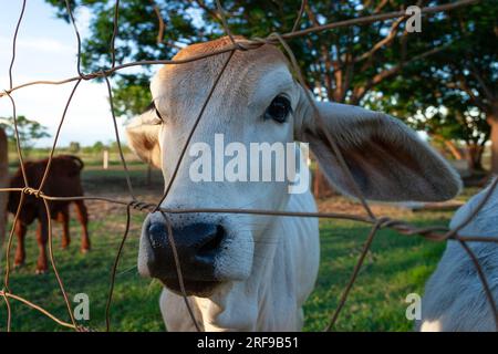 Calf in a fenced paddock on a cattle station in the Northern Territory in Australia Stock Photo