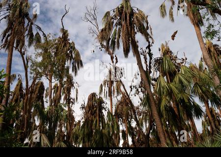 Colony of flying foxes in the Northern Territory in Australia Stock Photo